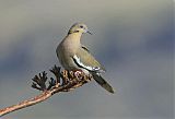 White-winged Dove